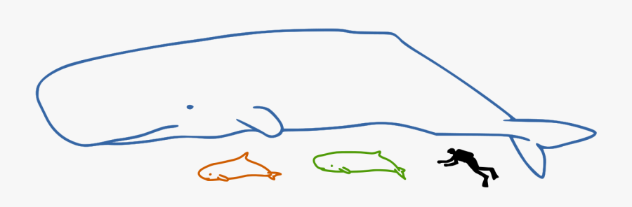 Whale Size, Transparent Clipart