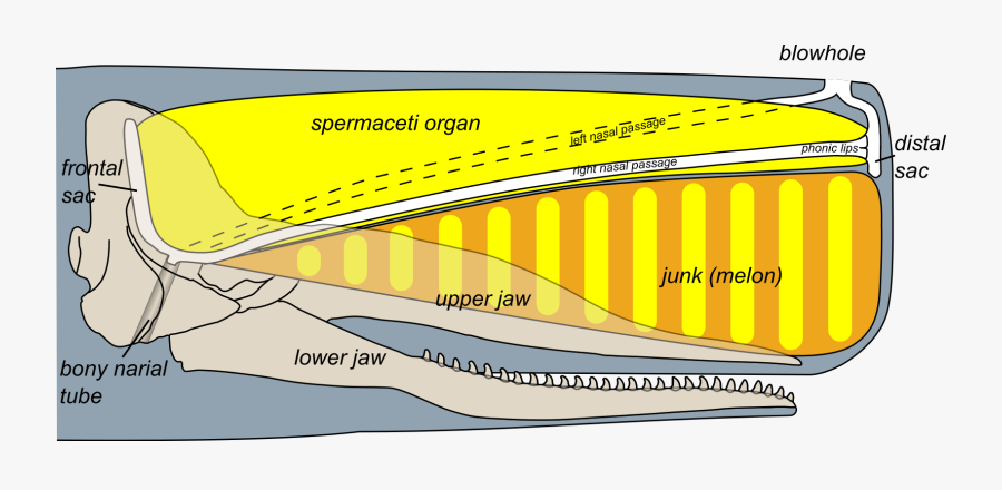 Sperm Whale Head Anatomy - Sperm Whale Head, Transparent Clipart