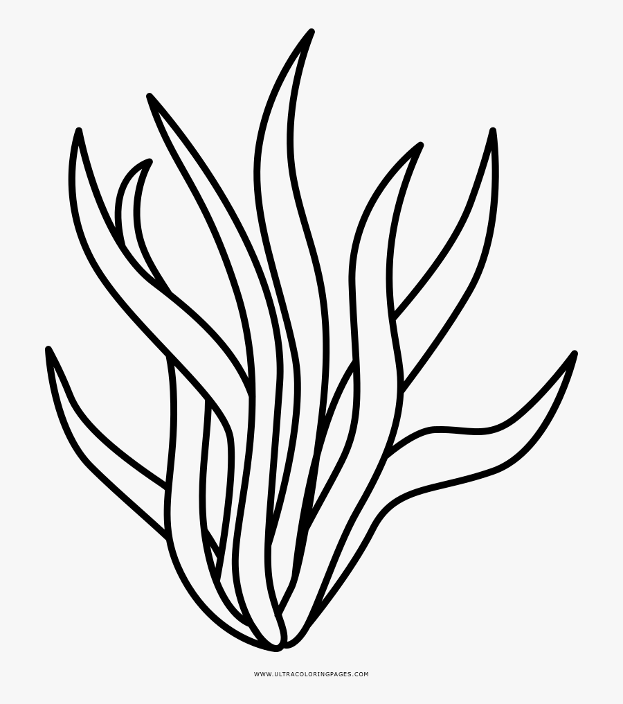 Seaweed Images Lineart - Seaweed Clipart Black And White , Free ...