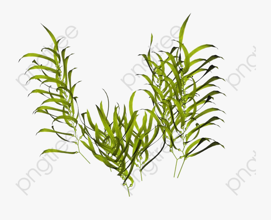 Algae Clipart Green Paint Splatter - 3d Illustration Of Kelp, Transparent Clipart