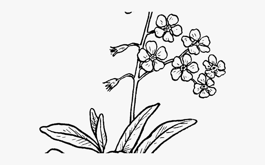 Forget Me Not Flower Drawing, Transparent Clipart
