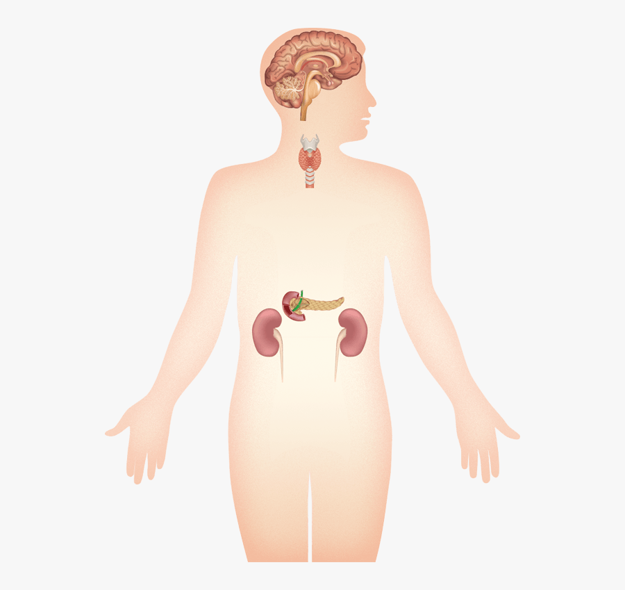 The Endocrine System - Endocrine System No Background, Transparent Clipart