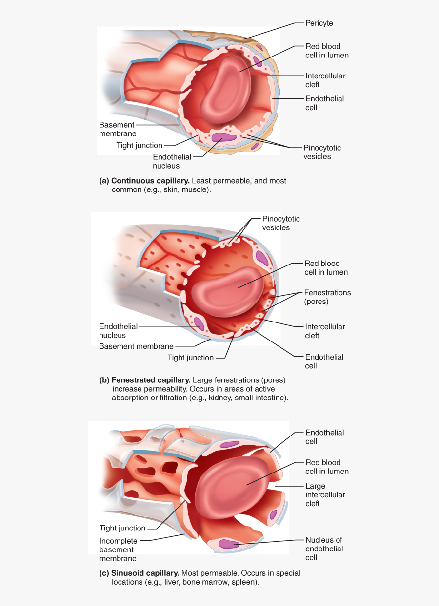 Types Of Blood Vessels Blood Vessels Anatomy, Arteries - Continuous