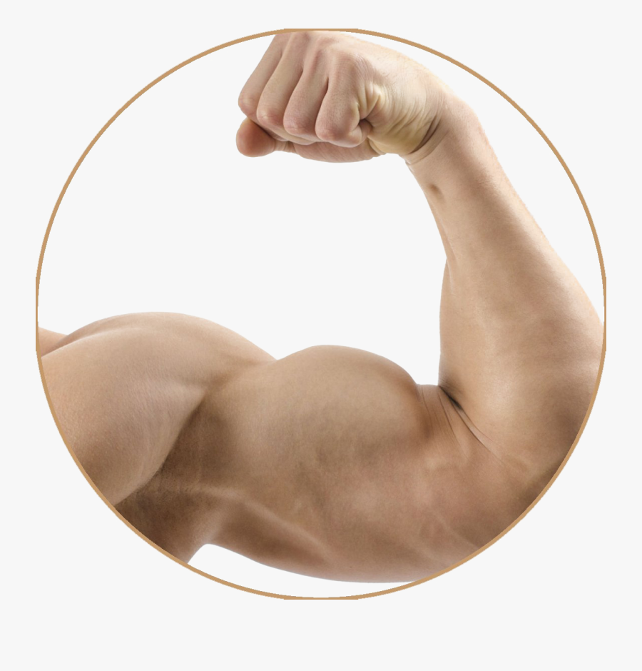 Strong Muscle Arm Png Transparent Image - Strong Muscle Arm, Transparent Clipart