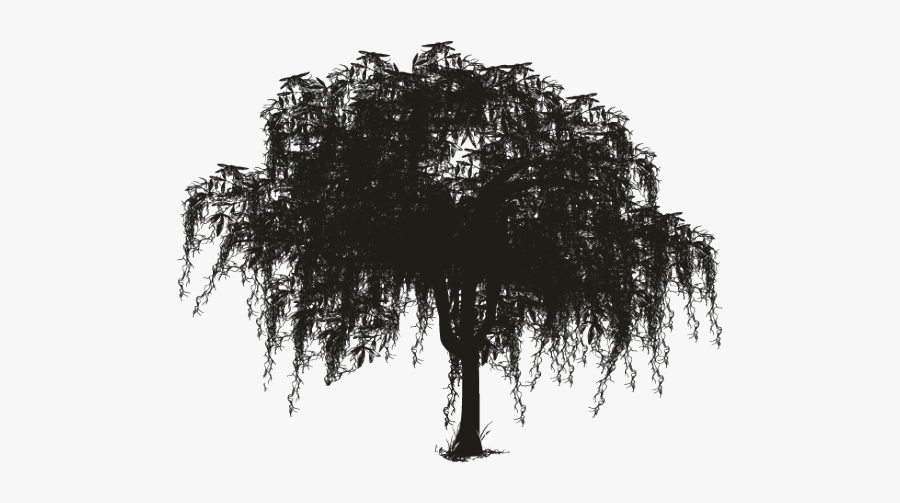 Oak Tree With Spanish Moss Clipart, Transparent Clipart