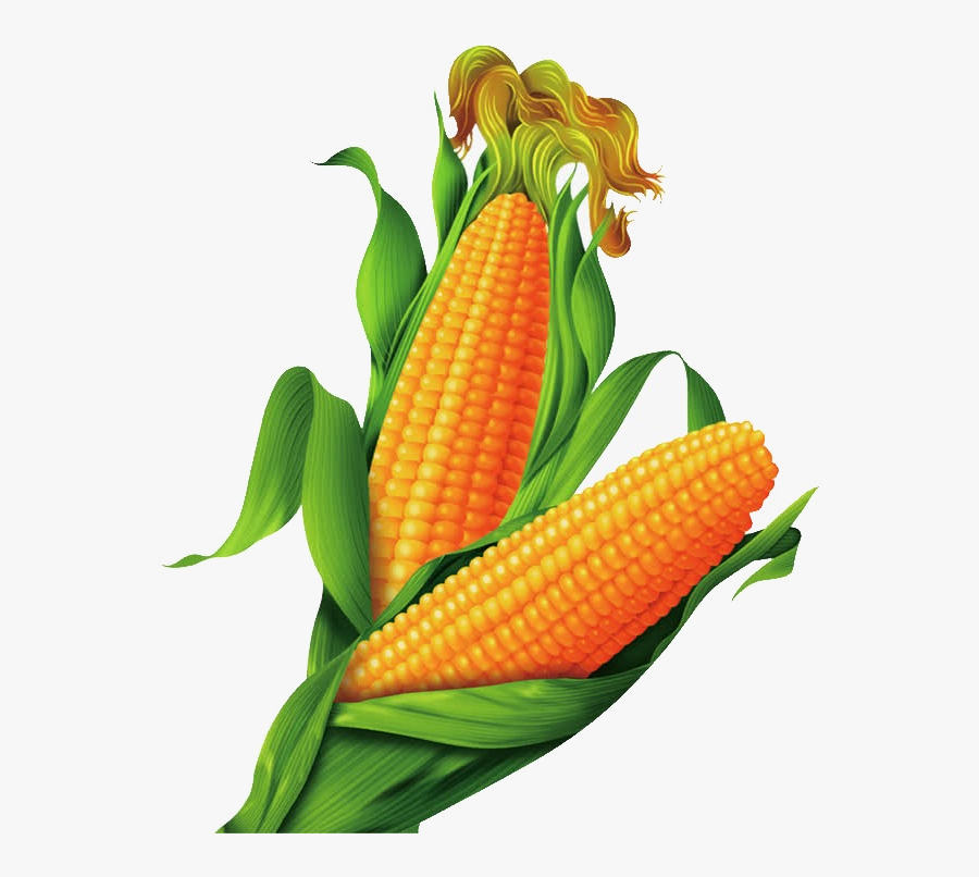 Corn Transparent Clipart Pictures Free Png - Maize Png, Transparent Clipart