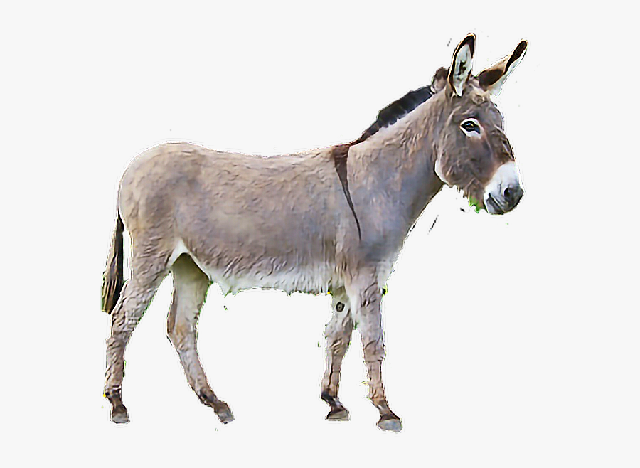 Sticker By Panchivaccaro - Esticker De Un Burro, Transparent Clipart