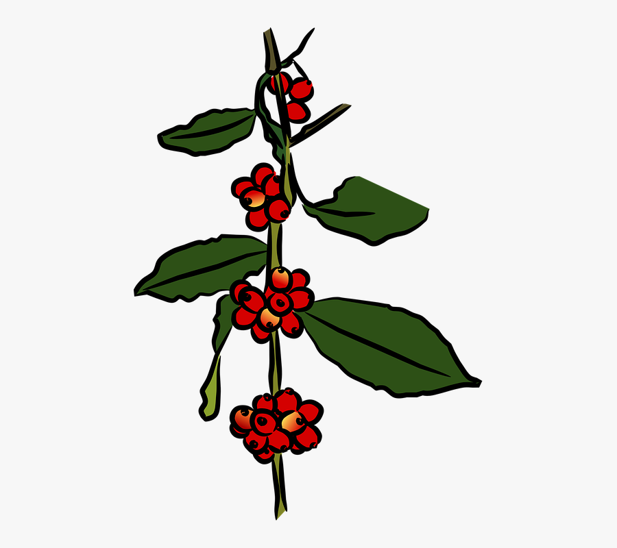 Coffee Plant Png Clipart , Png Download - Mata De Cafe Png, Transparent Clipart