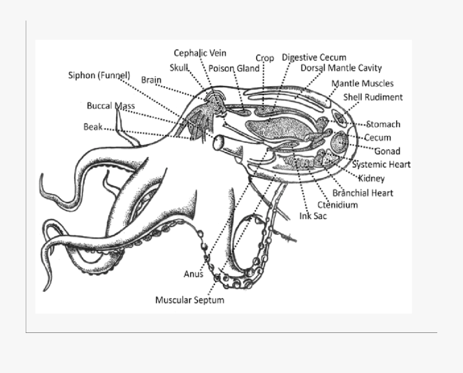 Clip Art Internal Body Parts - Diagram Of An Octopus, Transparent Clipart
