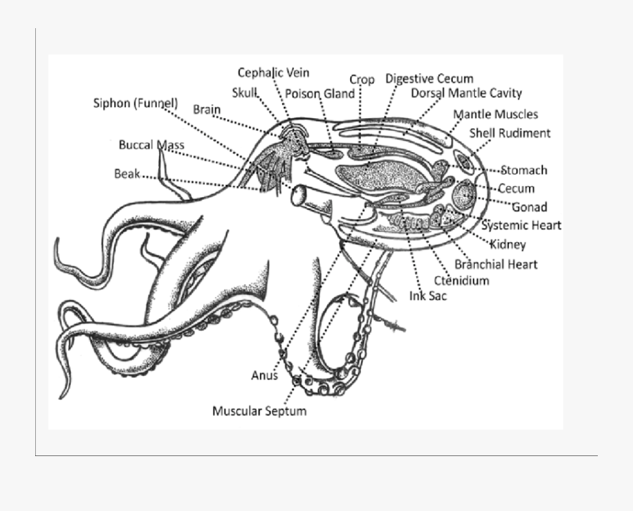 Clip Art Internal Body Parts Diagram Of An Octopus Free Transparent Clipart Clipartkey