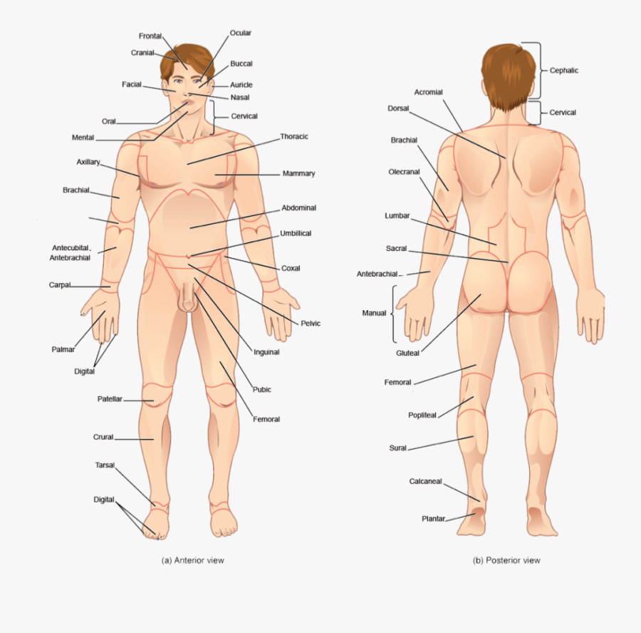 Back Anatomical Name - "Male body - Front, surface anatomy ...