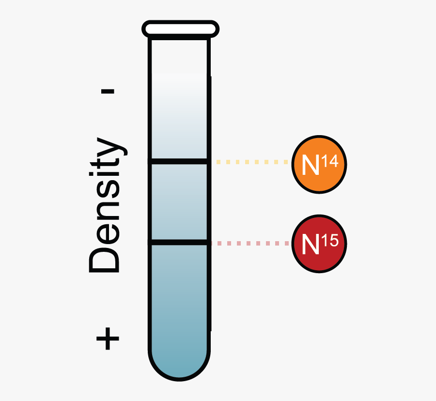 Mode Of Dna Replication Meselson Stahl Experiment - Labelled Diagram Of A Test Tube, Transparent Clipart
