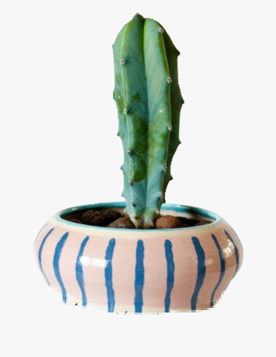 #cactus #plants #potted - San Pedro Cactus, Transparent Clipart