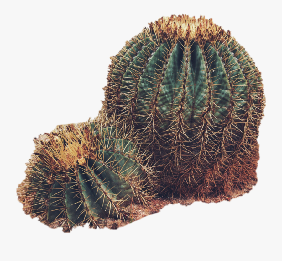 #sticker #cactus #plants #desert #green - Cactaceas Png, Transparent Clipart