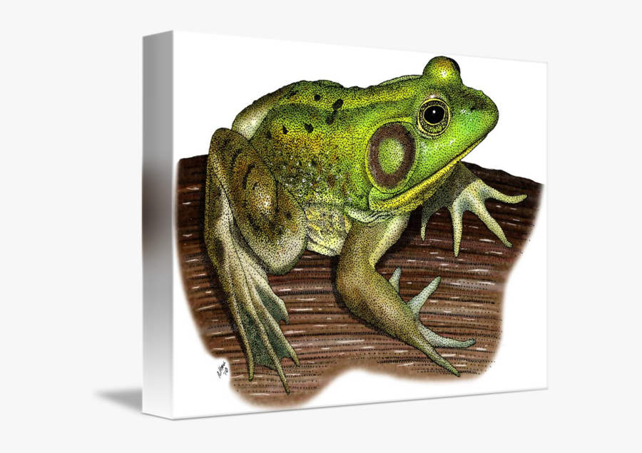 Image Pig Frog By Roger - Mink Frog, Transparent Clipart