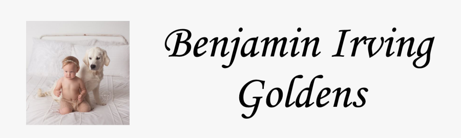 Benjamin Irving Golden Retrievers, Transparent Clipart