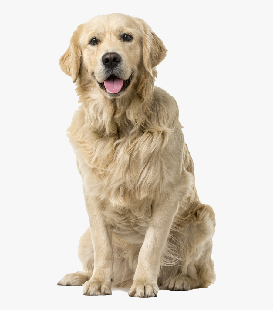 Golden Retriever Pricing - Dog White Background Free, Transparent Clipart