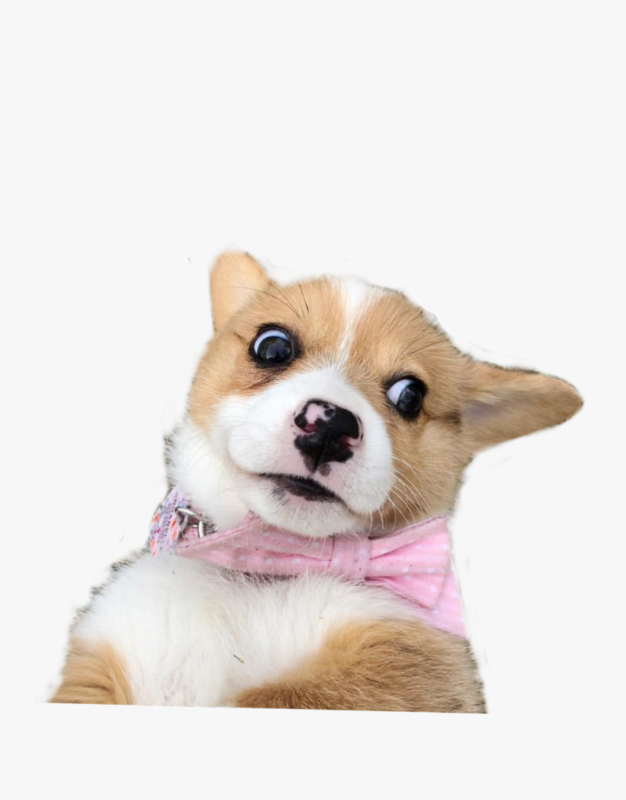 #weird #meme #dog #doggo #dogmeme #worried #worry #scared - Pembroke Welsh Corgi, Transparent Clipart