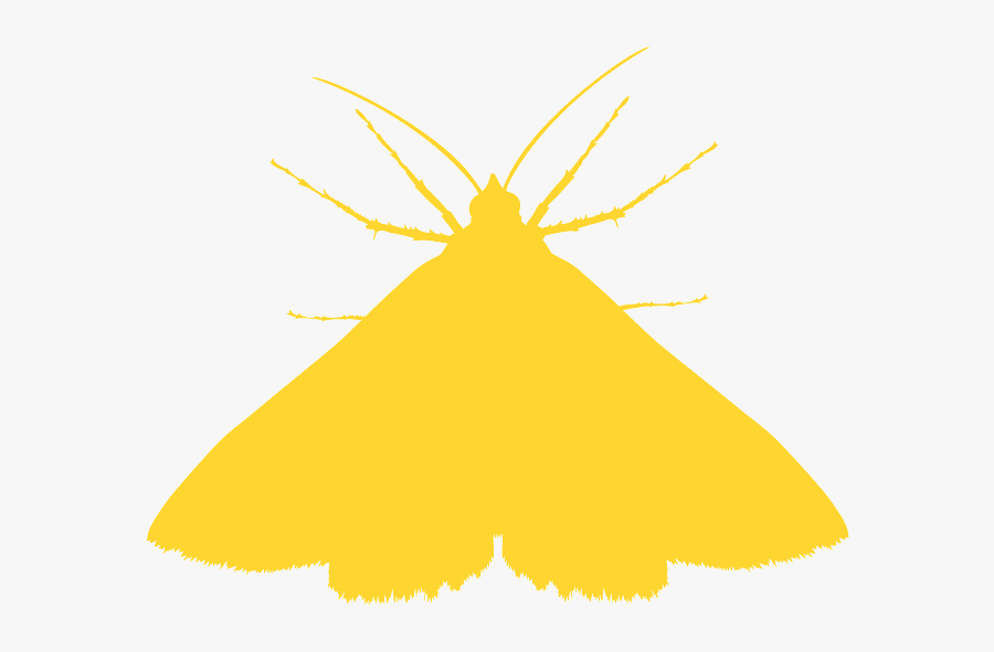 Insect, Transparent Clipart