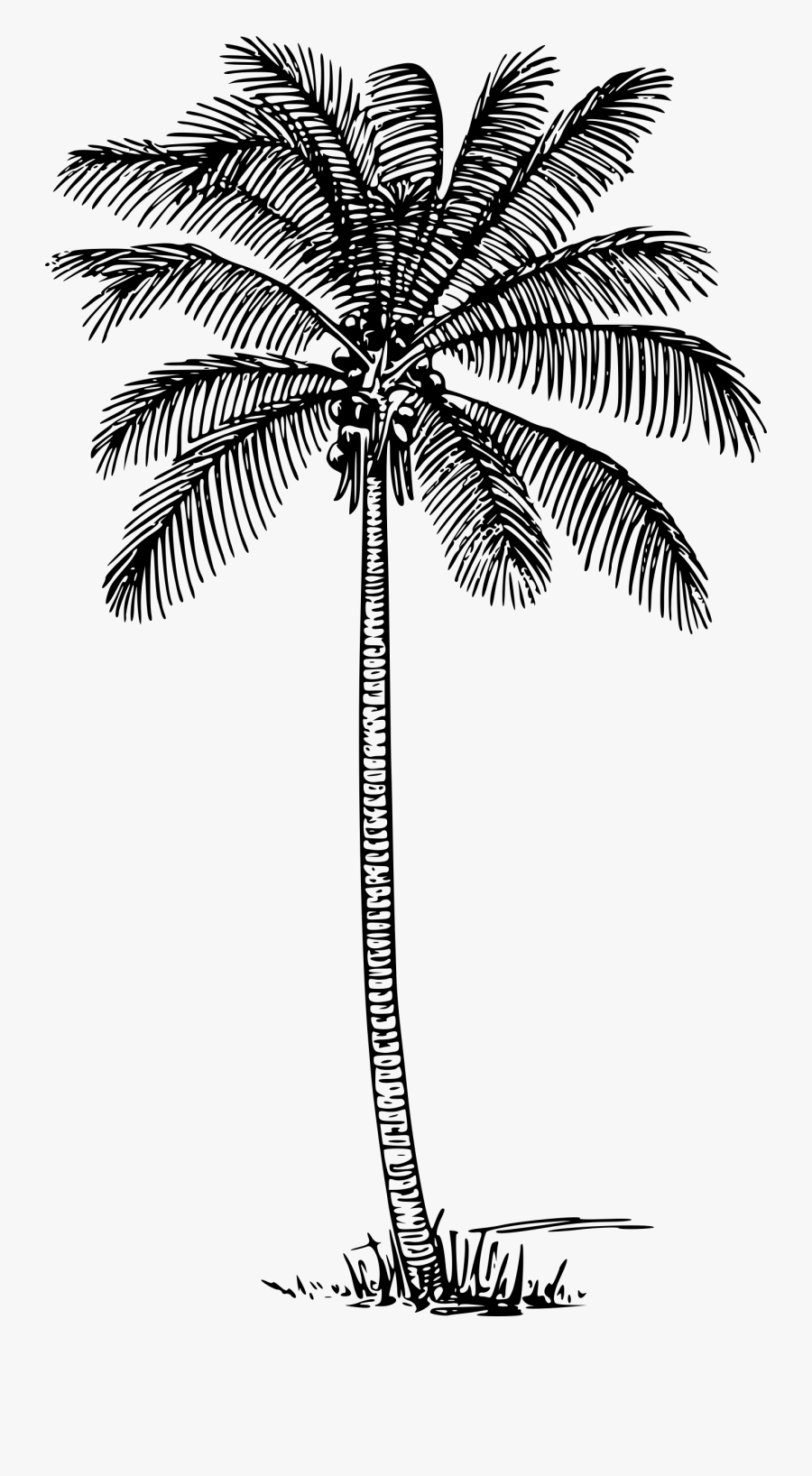 Coconut Tree Clip Library Download Black And White - Coconut Tree