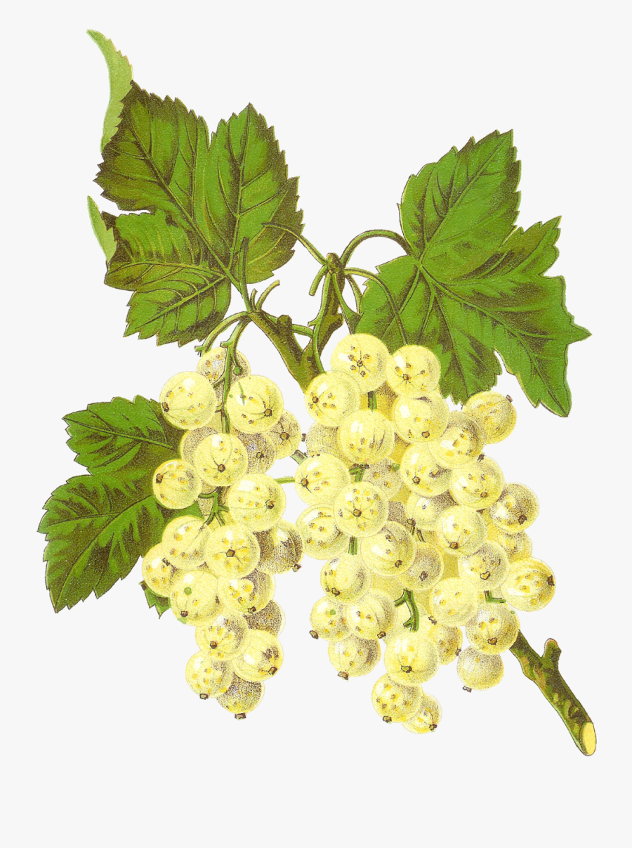 Gooseberry, Transparent Clipart