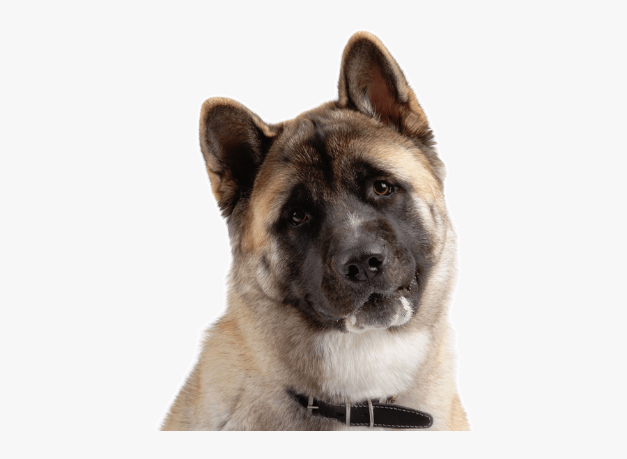 Clip Art Akita Puppies Dogs Search - American Akita Price, Transparent Clipart
