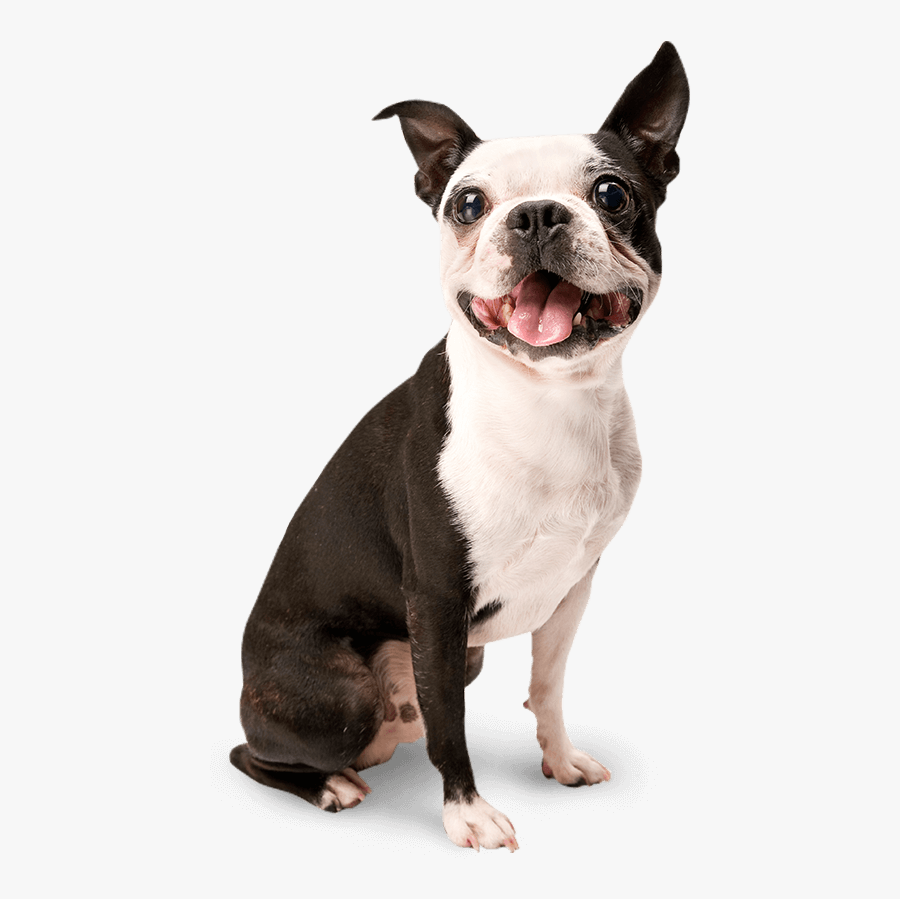 Happy Dog Png - Isolated Dog , Free Transparent Clipart - ClipartKey