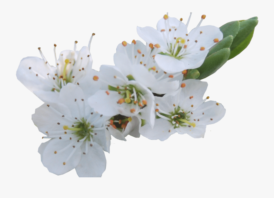 White Flowers Png Gallery Flower Decoration Ideas - Transparent Pear Flower, Transparent Clipart