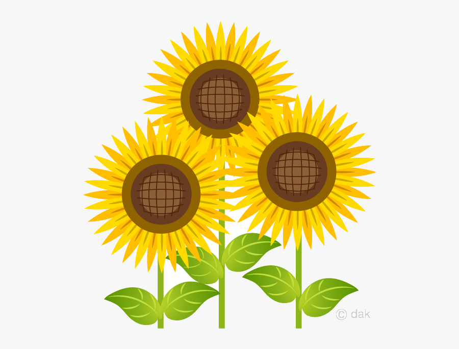 Sunflower Bright Three Clipart Free Picture Transparent - Sunflower Clipart, Transparent Clipart