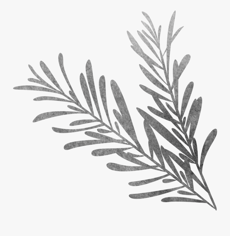 Clip Art Rosemary Vector - Rosemary Black And White, Transparent Clipart