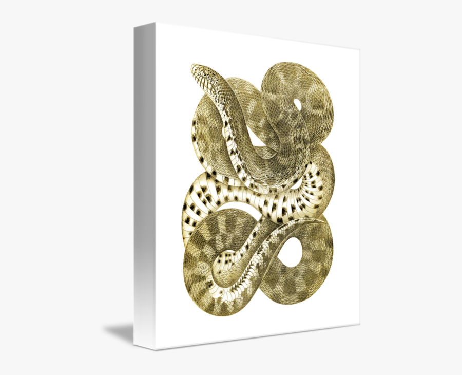 Bull Snake Image - Bullsnake, Transparent Clipart