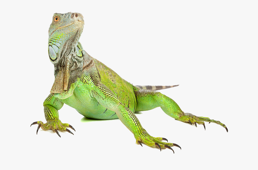 Iguana Png Image Vector, Clipart, Psd - Iguana Png, Transparent Clipart