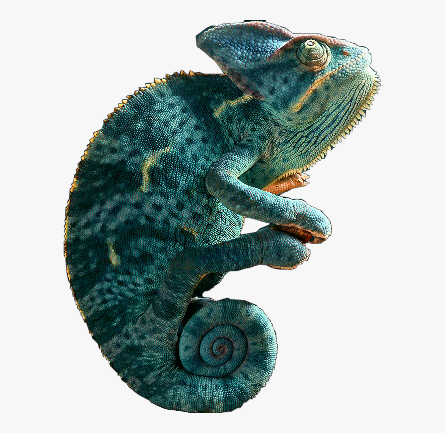 #chameleon #reptile #lizard #green #blue #bluegreen - Beautiful Pictures Of Chameleons, Transparent Clipart