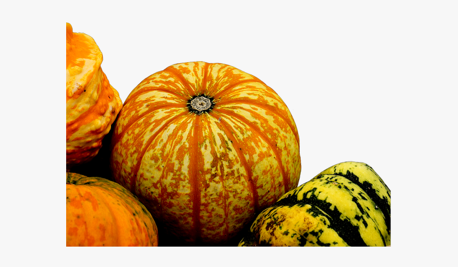 #ftestickers #autumn #fall #nature #pumpkins #gourds - Gourd, Transparent Clipart