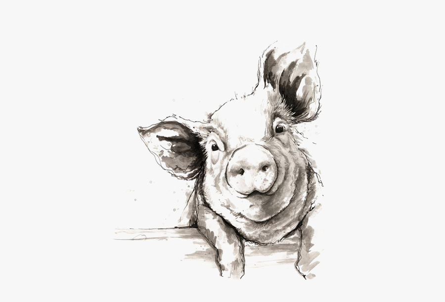 Sketch Domestic Illustration Pig Watercolor Painting - Black And White Pig Drawing, Transparent Clipart