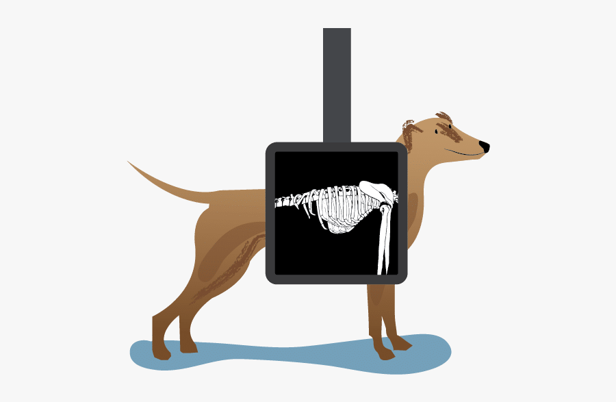 Rolda Uk Responsibly Save - X Ray Clipart Animal, Transparent Clipart