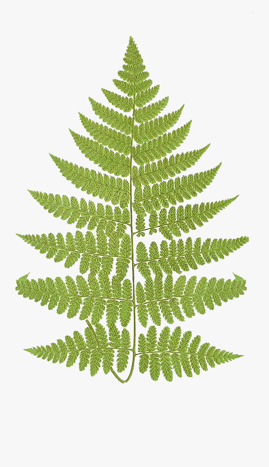 Leaping Frog Designs Frond - Fern Frond Leaf Png, Transparent Clipart