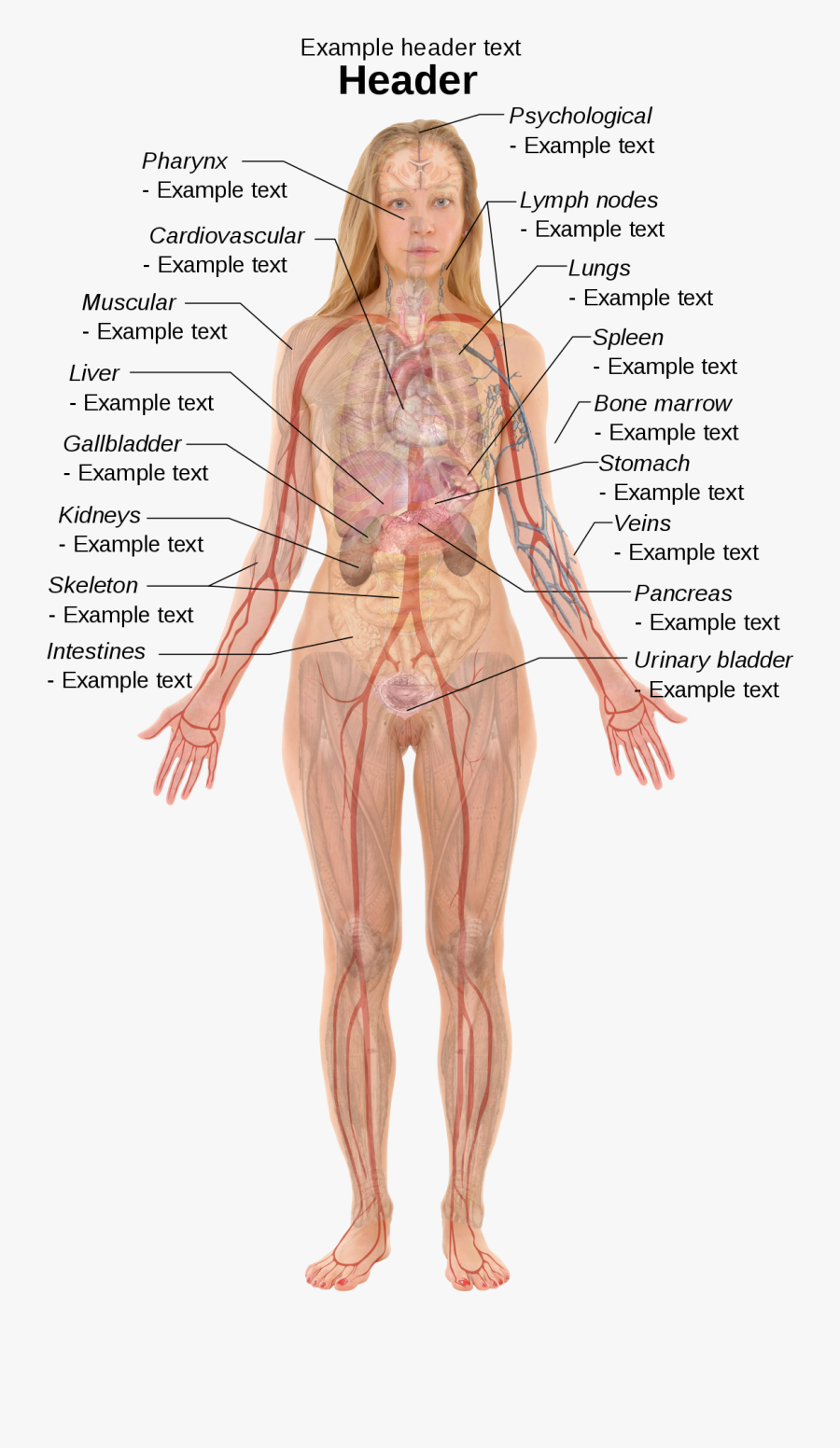 Clip Art Internal Body Parts - Right Side Female Anatomy Organs, Transparent Clipart