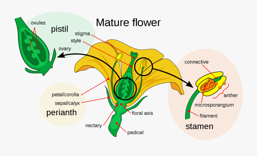 Diagram Of Pumpkin Flower Wiring Diagram Nllabel A - Parts Of A Flower, Transparent Clipart