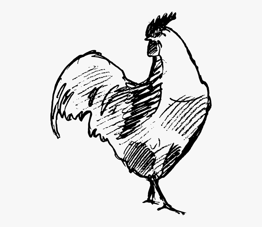Chicken On Farm Sketch, Transparent Clipart