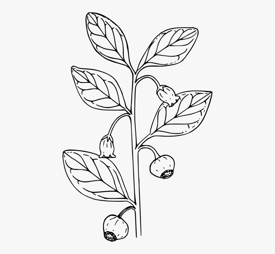 Transparent Huckleberry Clipart - Big Plant Clipart Black And White, Transparent Clipart