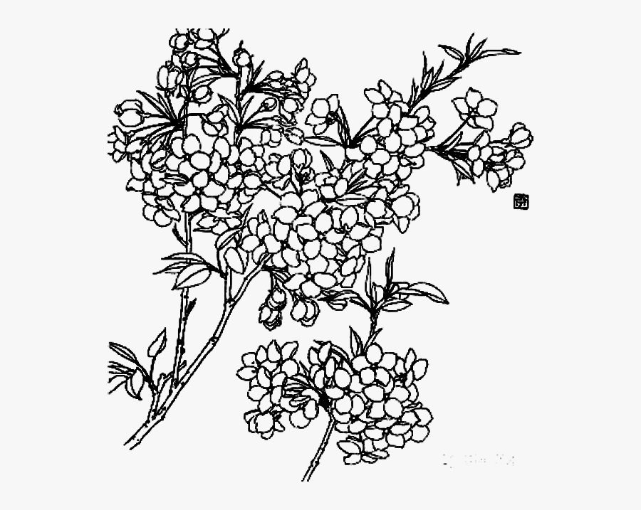 Clipart Royalty Free Stock Blackberry Drawing Flower - Flowers Line Drawing Png, Transparent Clipart