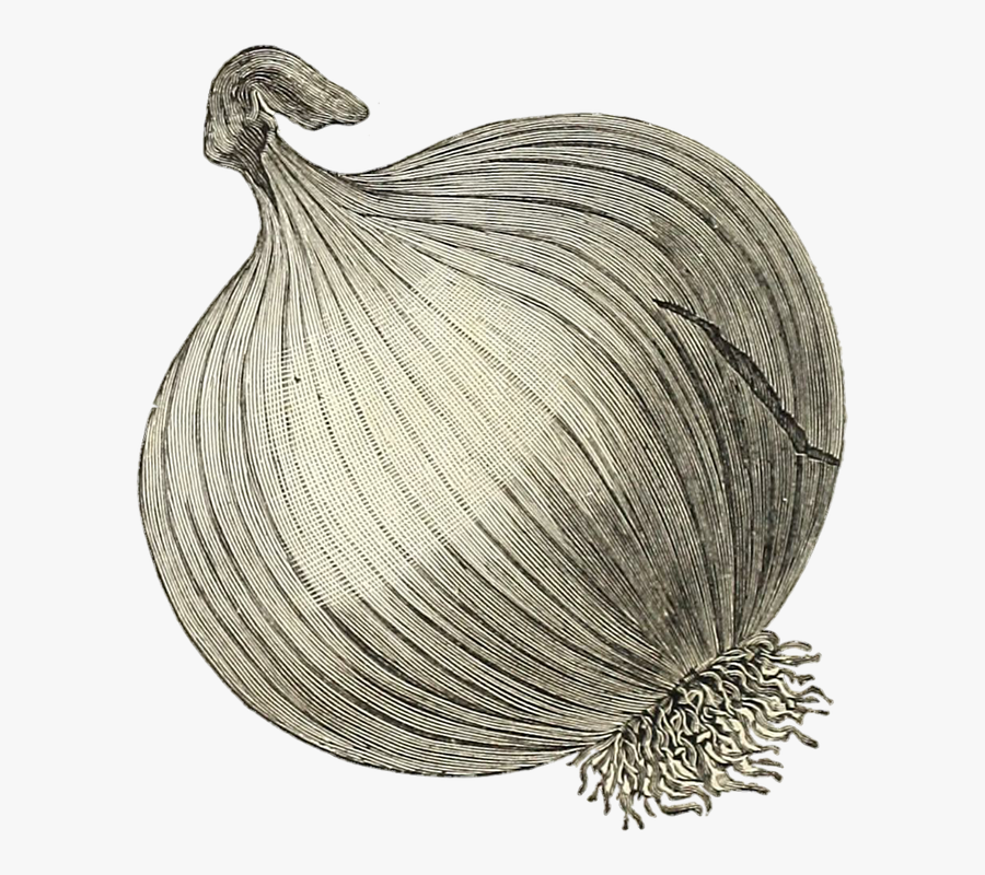 Onion, Vegetable, Transparent, Sepia, Roses, Veggies - Transparent Onion Drawing, Transparent Clipart