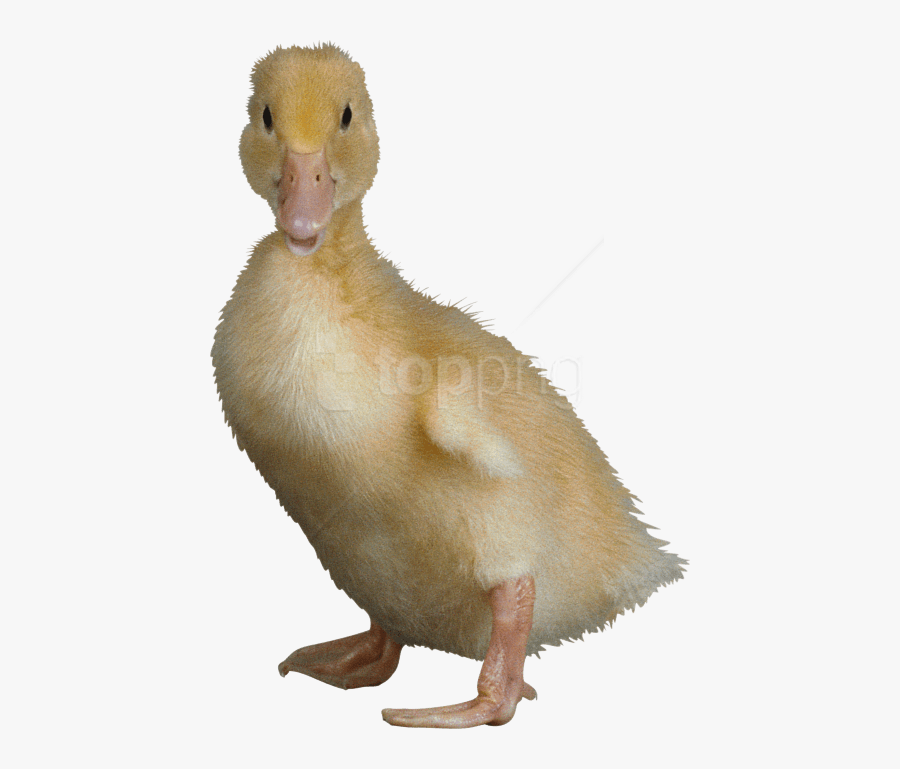 Free Png Download Duck Png Images Background Png Images - Ugliest Duck In The World, Transparent Clipart