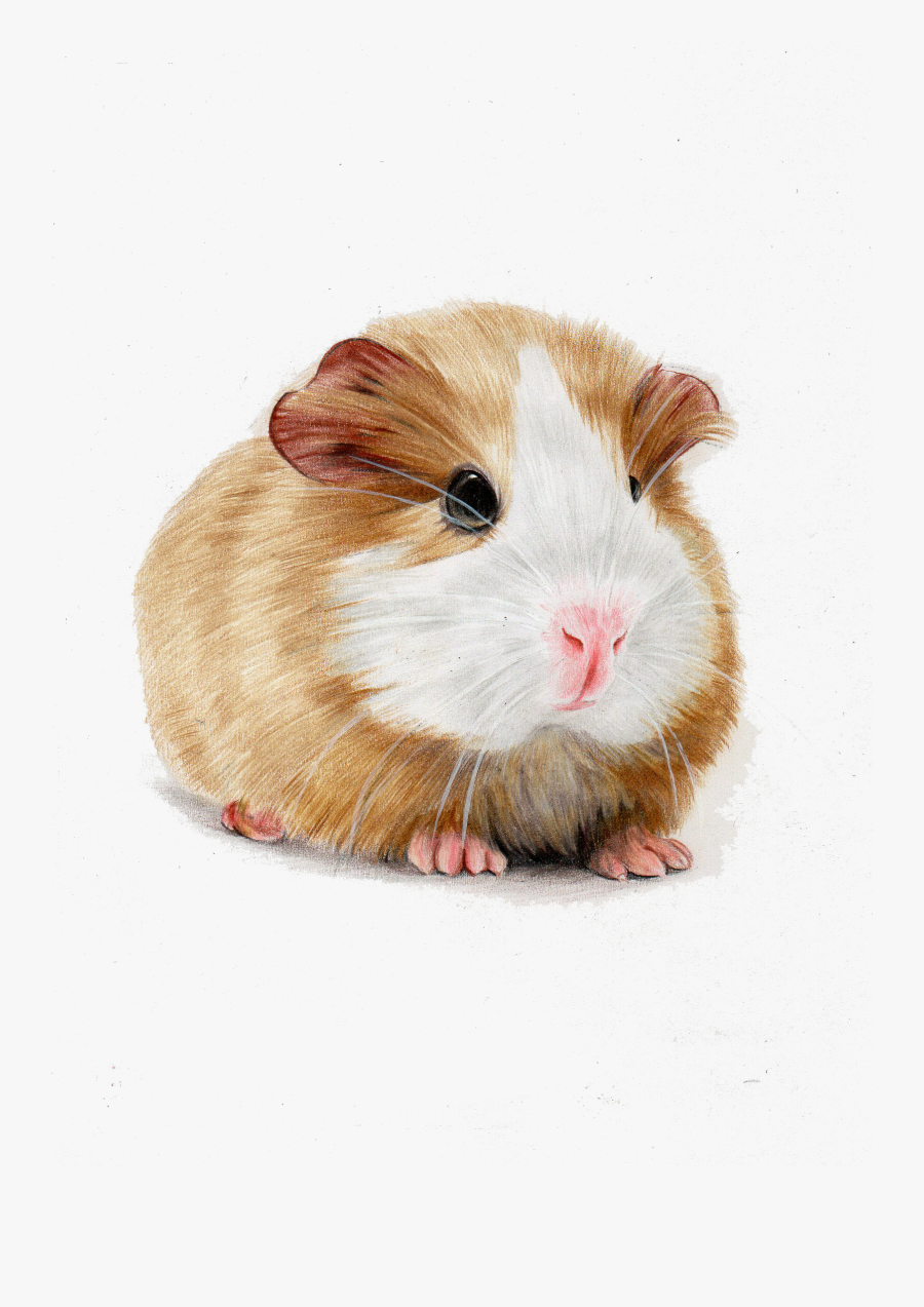 Clip Art Images Of Guinea Pigs - Transparent Background Guinea Pig Png