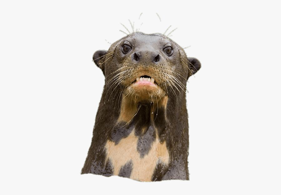Angry Giant River Otter - Giant Otter Png, Transparent Clipart