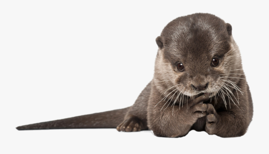 #otter #praying - Cute Otters, Transparent Clipart