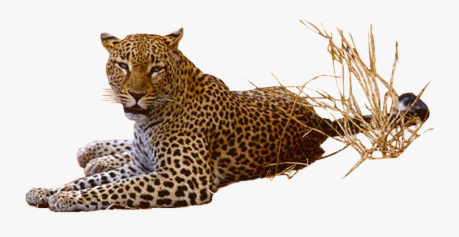 Png Images Free Download - Leopard Png, Transparent Clipart