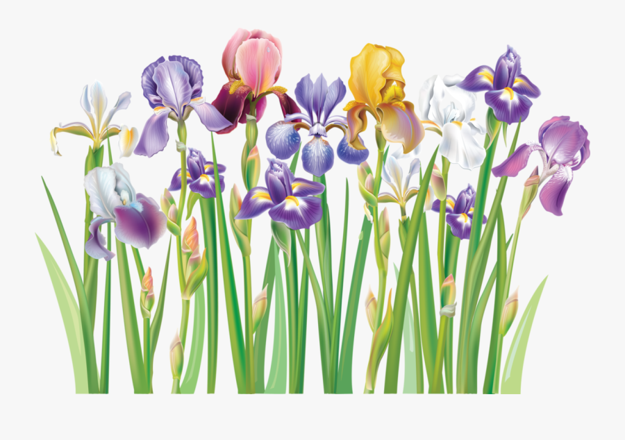 Violet Clipart Prairie Crocus - Free Clip Art Iris Flower, Transparent Clipart