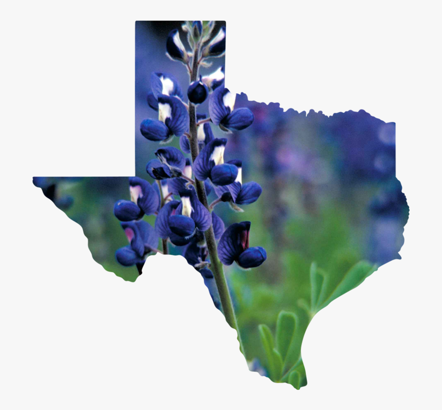 Texas - States That Have Banned Affirmative Action, Transparent Clipart